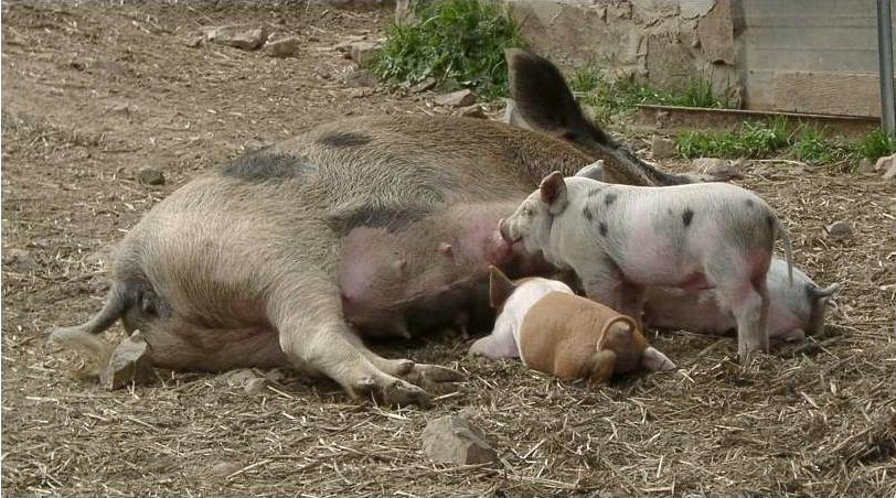 Stiamo crescendo bambini, non allevando maiali. – bilancio di salute