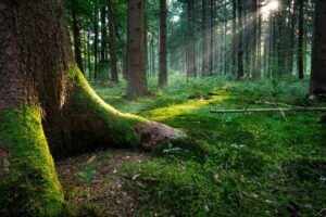 Foresta incantata autosvezzamento