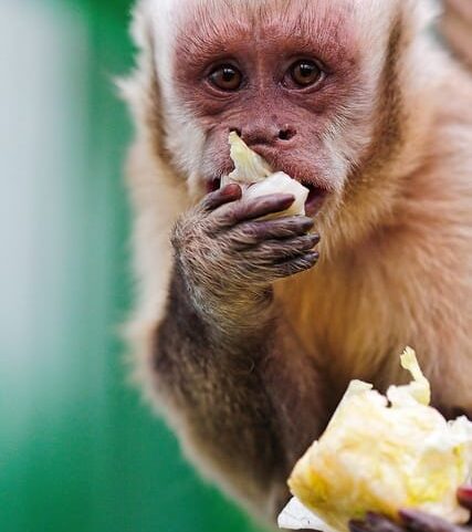 bambini che mangiano da soli, autosvezzamento