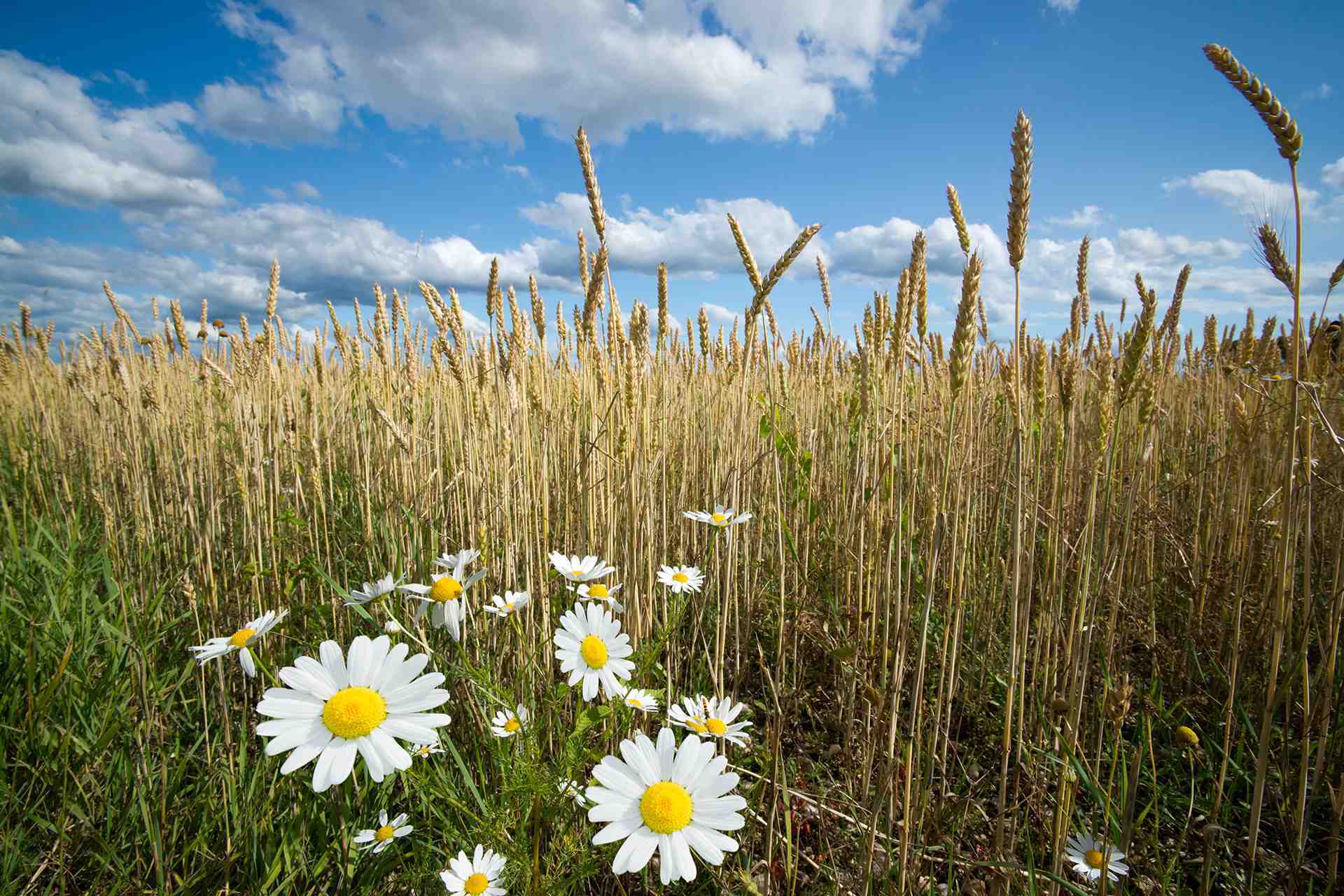 Campo di grano e camomilla autosvezzamento