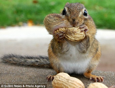 Bambino mangione, bambino inappetente, chipmunk, autosvezzamento, svezzamento, non mangia